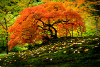 Japanese Maple Tree in Fall Color at Portland Japanese Garden