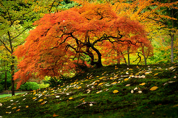 Japanese Maple Tree in Fall Color at Portland Japanese Garden