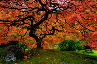 Japanese Maple Tree in Fall Color at Portland Japanese Garden