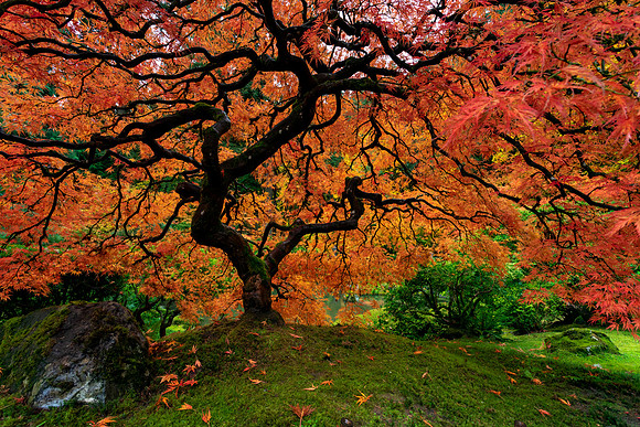 Japanese Maple Tree in Fall Color at Portland Japanese Garden