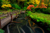 Fall Color, Portland Japanese Gardens Koi Pond
