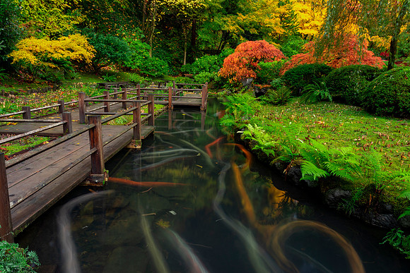 Fall Color, Portland Japanese Gardens Koi Pond