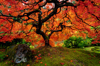 Japanese Maple Tree in Fall Color at Portland Japanese Garden
