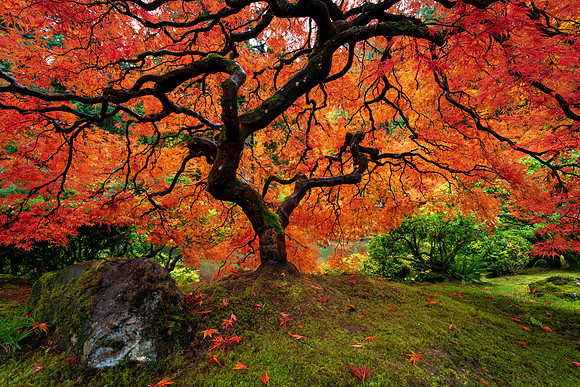 Japanese Maple Tree in Fall Color at Portland Japanese Garden