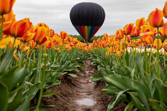 Wooden Shoe Tulip Festival Hot air balloon