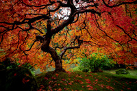 Japanese Maple