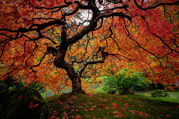 Japanese Maple