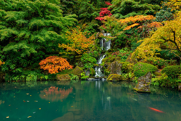 Fall Color, Waterfall at Portland Japanese Gardens