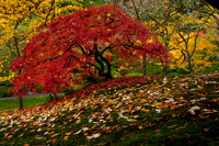 Changing of the Seasons