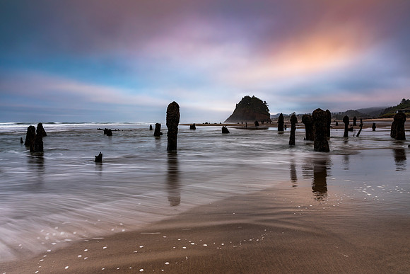 The Ghost Forest of Neskowin. Petrified Forest