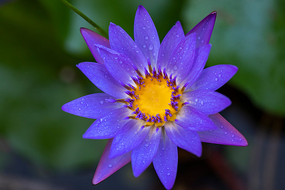 Purple star water lily.