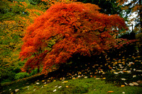 Japanese Maple Tree in Fall Color at Portland Japanese Garden
