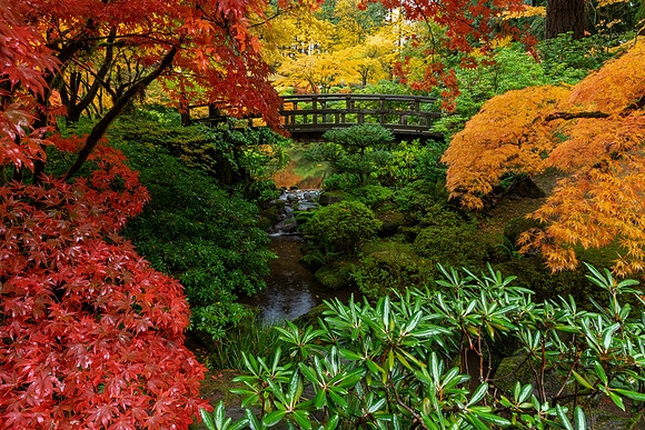 Fall Color, Portland Japanese Gardens